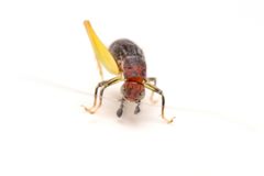 Phyllopalpus pulchellus 410205107 by Matthew Lindsey. Used under a CC BY 4.0 license.