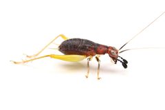 Phyllopalpus pulchellus 410205186 by Matthew Lindsey. Used under a CC BY 4.0 license.