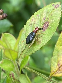 Phyllopalpus pulchellus 415059525 by Blake Bringhurst. Used under a CC BY 4.0 license.