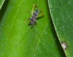 Phyllopalpus pulchellus P1000774a by 
xpda. Used under a CC BY-SA 4.0 license.