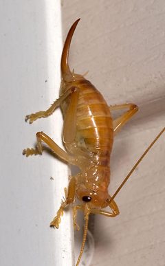 Camptonotus carolinensis by Mike Boone. Used under a CC BY-SA 2.5 license.