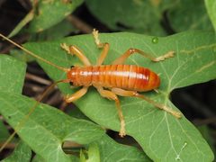 Camptonotus carolinensis 224571459 by Zygy. Used under a CC0 license.