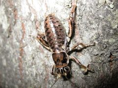 Female Cyphoderris buckelli 01 by Kevinjudge. Used under a CC BY-SA 4.0 license.