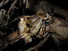 Cyphoderris strepitans mating pair by Kevinjudge. Used under a CC BY-SA 4.0 license.