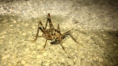 Diestrammena japanica eating a bug - 1 by KKPCW. Used under a CC BY-SA 4.0 license.