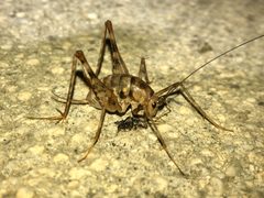 Diestrammena japanica eating a bug - 2 by KKPCW. Used under a CC BY-SA 4.0 license.