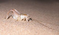 Macrobaenetes algodonensis by Bob Miller. Used under a CC BY 4.0 license.