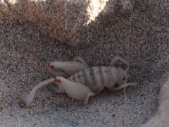 Macrobaenetes kelsoensis by Eric Koberle. Used under a CC BY 4.0 license.