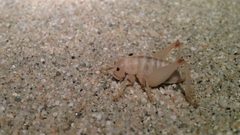 Macrobaenetes valgum by iNaturalist user: nmoorhatch. Used under a CC BY 4.0 license.