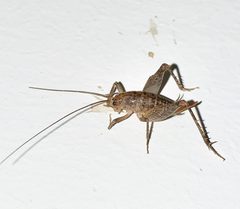Pristoceuthophilus arizonae by The Leach. Used under a CC BY 4.0 license.