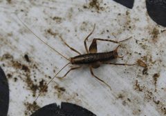 Pristoceuthophilus cercalis by Lena Dietz Chiasson. Used under a CC BY 4.0 license.