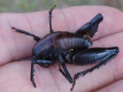 Udeopsylla robusta by Sam Kieschnick. Used under a CC BY 4.0 license.