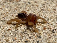 Ammopelmatus muwu 134909385 by Steph Cárdenas. Used under a CC BY 4.0 license.