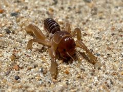 Ammopelmatus muwu 134909474 by Steph Cárdenas. Used under a CC BY 4.0 license.