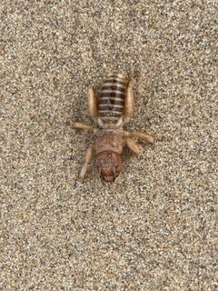Ammopelmatus muwu 152495818 by Steph Cárdenas. Used under a CC BY 4.0 license.