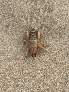 Ammopelmatus muwu 152495852 by Steph Cárdenas. Used under a CC BY 4.0 license.