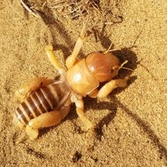 Point Conception Jerusalem Cricket imported from iNaturalist photo 120917294 on 26 January 2022 by (c) jack, some rights reserved (CC BY). Used under a CC BY 4.0 license.
