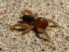 Point Conception Jerusalem Cricket imported from iNaturalist photo 134909434 on 20 April 2022 by (c) Steph Cárdenas, some rights reserved (CC BY). Used under a CC BY 4.0 license.