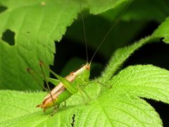Conocephalus brevipennis 61111159 by Katja Schulz. Used under a CC BY 4.0 license.
