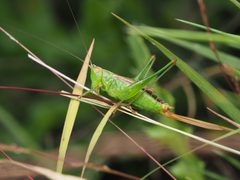 Conocephalus brevipennis 99882036 by Zygy. Used under a CC0 license.