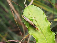 Conocephalus brevipennis 99882120 by Zygy. Used under a CC0 license.