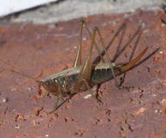 Conocephalus nemoralis - inat 57694644 by {{{name}}}. Used under a CC BY-SA 4.0 license.