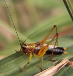 Conocephalus nigropleurum by Bruce Marlin. Used under a CC BY-SA 2.5 license.