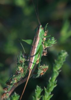 Conocephalus saltans - inat 56986831 by {{{name}}}. Used under a CC BY-SA 4.0 license.