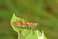 Straight-lanced Meadow Katydid by Judy Gallagher. Used under a CC BY 2.0 license.