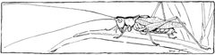 ITWAMOL - Fig 29 by Robert Evans Snodgrass. Used under a Public domain license.
