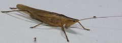 Bucrates malivolans by iNaturalist user: kcthetc1. Used under a CC0 license.