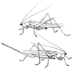 ITWAMOL - Fig 27 by Robert Evans Snodgrass. Used under a Public domain license.
