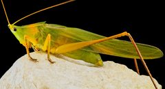 Neoconocephalus retusus by USGS Bee Inventory and Monitoring Lab. Used under a CC BY 2.0 license.