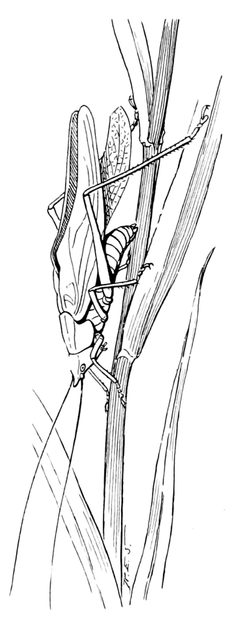 ITWAMOL - Fig 28 by Robert Evans Snodgrass. Used under a Public domain license.