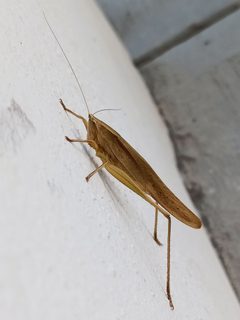 Neoconocephalus triops by Juan Carlos Fonseca Mata. Used under a CC BY-SA 4.0 license.