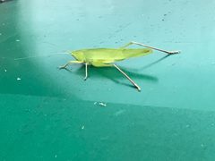 Neoconocephalus triops in Central Florida by The Eloquent Peasant. Used under a CC0 license.