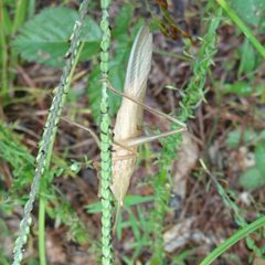 Neoconocephalus velox by Abby Darrah. Used under a CC BY 4.0 license.
