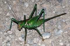 Red eyed devil katydid by Red screen65. Used under a CC BY-SA 4.0 license.