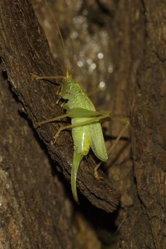 Meconema thalassinum female Bytom by Gower. Used under a CC BY-SA 4.0 license.