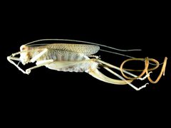 Spinochordodes in Meconema by wikipedia. Used under a CC BY-SA 3.0 license.