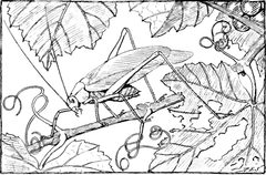 ITWAMOL - Fig 22 by Robert Evans Snodgrass. Used under a Public domain license.
