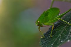 Oblong-winged katydid 08 by Shiv's fotografia. Used under a CC BY-SA 4.0 license.