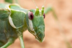 Insara elegans 157424622 by Jake Nitta. Used under a CC BY 4.0 license.