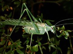 Insara elegans 170067820 by Cricket Raspet. Used under a CC BY 4.0 license.