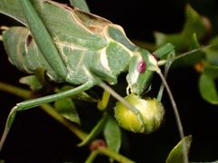 Insara elegans 170067843 by Cricket Raspet. Used under a CC BY 4.0 license.