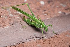 Insara elegans 48337753 by Ken-ichi Ueda. Used under a CC BY 4.0 license.