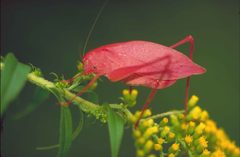 Katydid on early goldenrod microcentrum retinerve by Barnes Dr Thomas G, U.S. Fish and Wildlife Service. Used under a Public domain license.