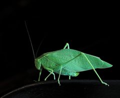 Microcentrum retinerve Mex2019 by Carlos Valenzuela. Used under a CC BY-SA 4.0 license.