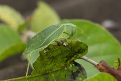 Microcentrum rhombifolium by Tisha Mukherjee 02 by Tisha Mukherjee. Used under a CC BY-SA 4.0 license.