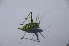 Obolopteryx oreoeca by Eric Knight. Used under a CC BY 4.0 license.